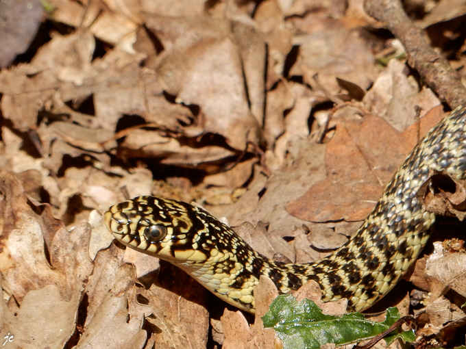 la couleuvre à collier sur le GR de pays Cordes Penne Coustous
