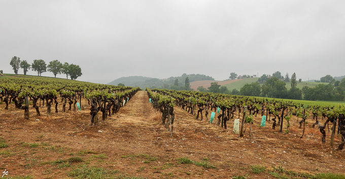 le vignoble à Champagnac