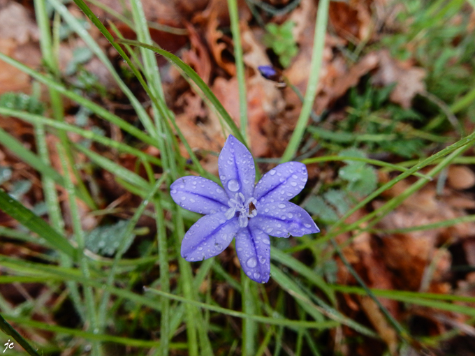 l'aphyllanthes de Montpellier ou œillet bleu de Montpellier