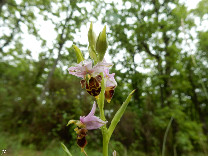 ophrys scolopax