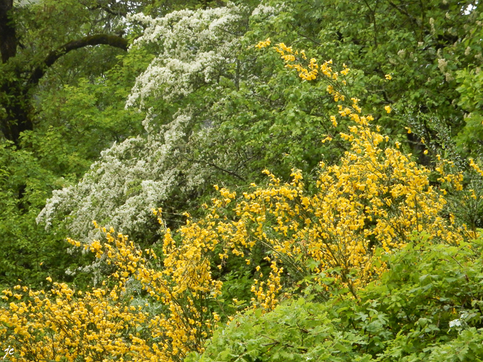 les couleurs de la forêt au printemps