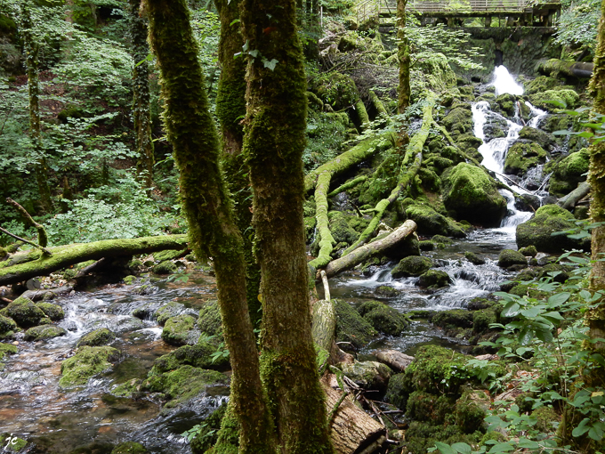la Cuisance en amont de la cascade des Tufs