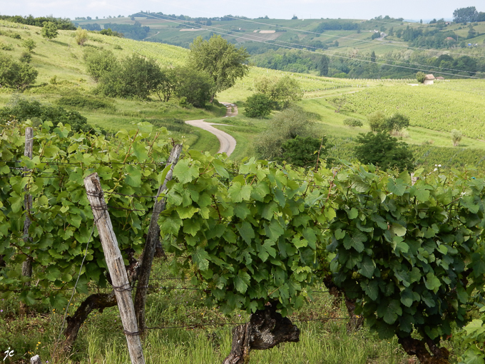 dans le vignoble à Pupillin