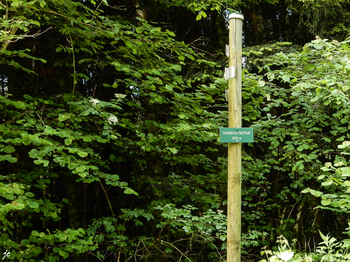 sur la route forestière Les Ressaults le Chemin Du Facteur (575 m)