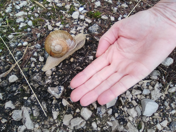 l'escargot