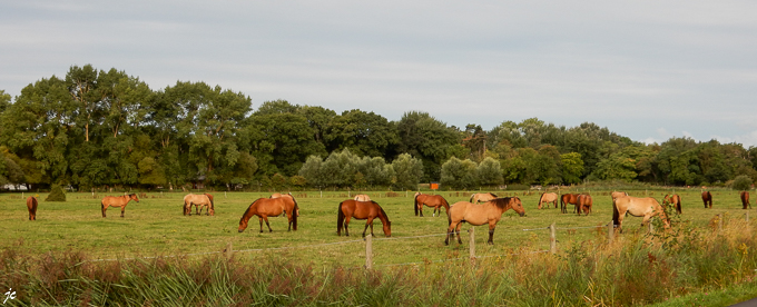 un élevage de chevaux à St Quentin en Tourmont