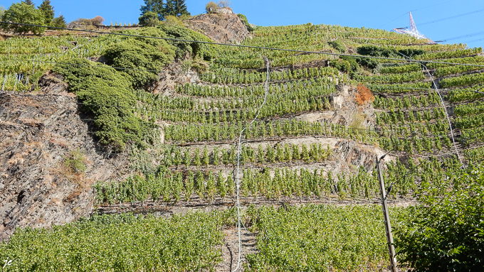 le vignoble des coteaux de la Moselle