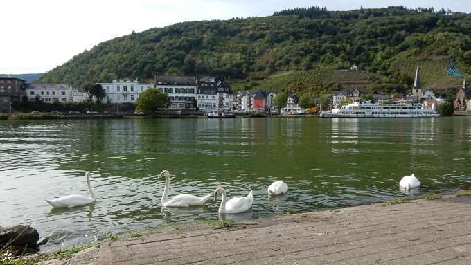 les cygnes et le village d'Alf sur la rive gauche