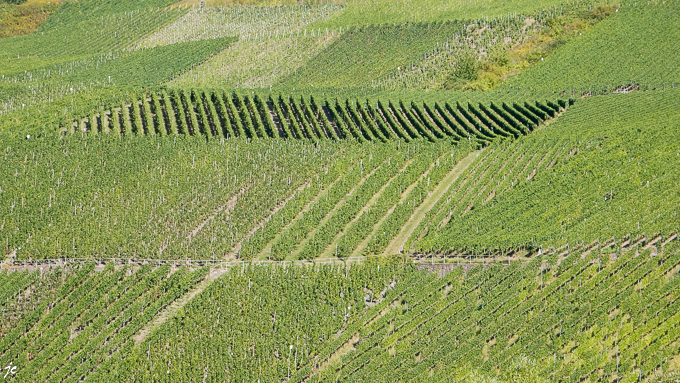 le vignoble près de Lösnich