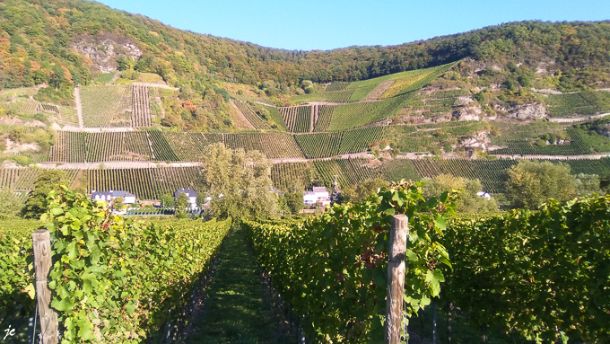 la vue sur le vignoble de Piesport