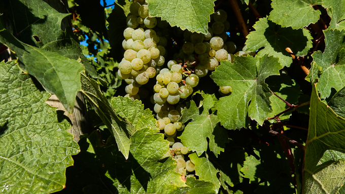 le raisin dans le vignoble de Köwerich