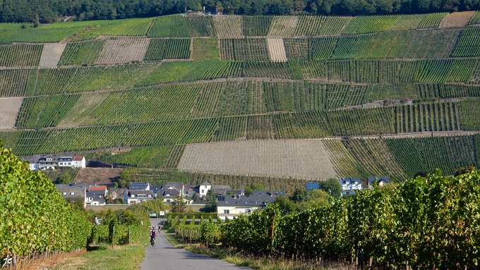 les cyclistes dans le vignoble de Köwerich
