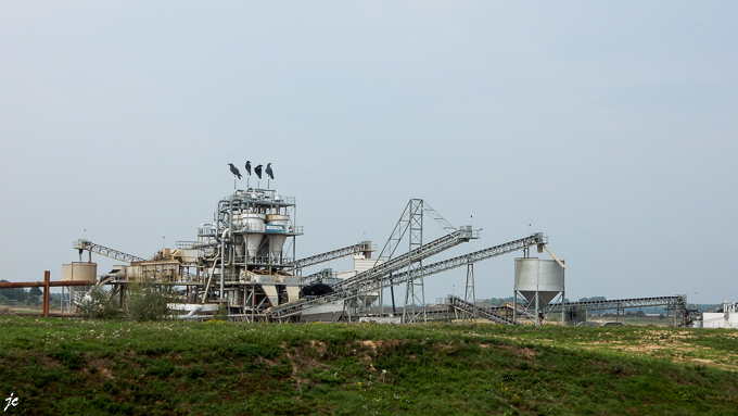les corbeaux, la sablière à Bemmel, Gelderland