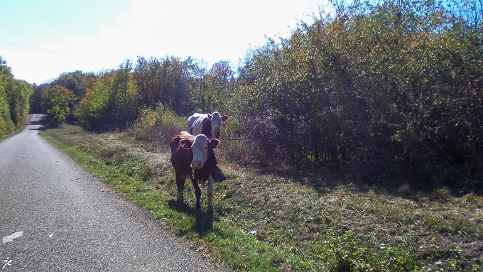 les vaches en liberté sur la D123 près de Oricourt